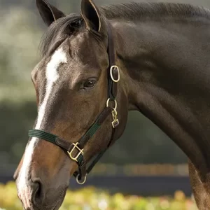 Suffolk™ Web Halter