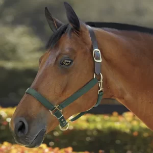 DS Heavy Nylon Breakaway Halter