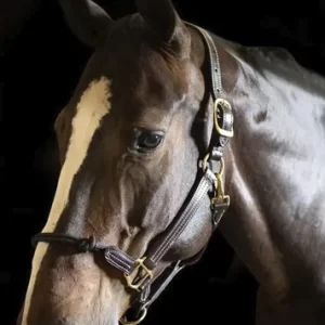 Walsh™ Rope Nose British Halter